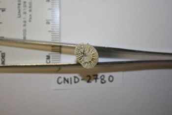 Media type: image;   Invertebrate Zoology CNID-2780 Description: Preserved specimen.;